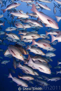 The yearly aggregation of Bohar Snapper arrive at Shark R... by Stew Smith 